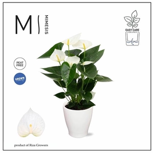Mimesis Anthurium KARMA White - Carolina White