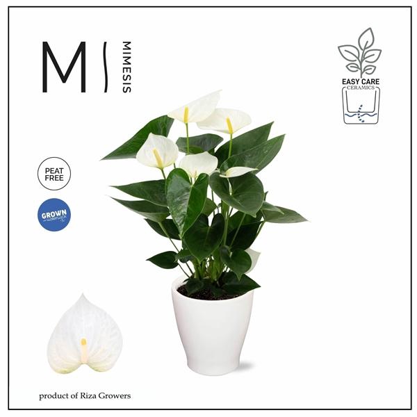 <h4>Mimesis Anthurium KARMA White - Carolina White</h4>