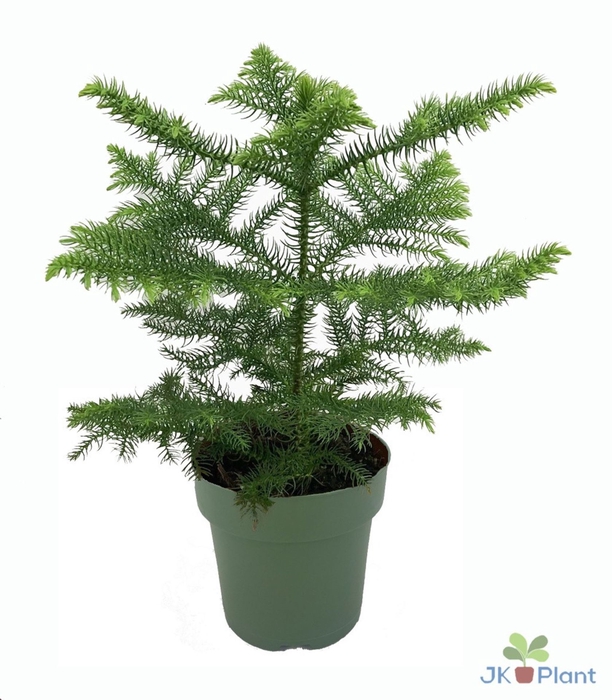 <h4>Araucaria heterophylla</h4>