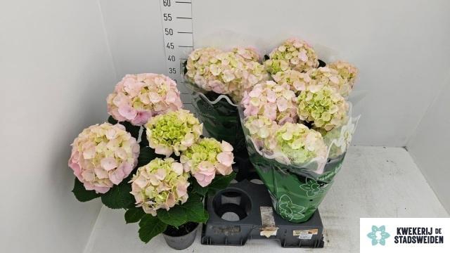 <h4>HYDR M MONTREAL</h4>