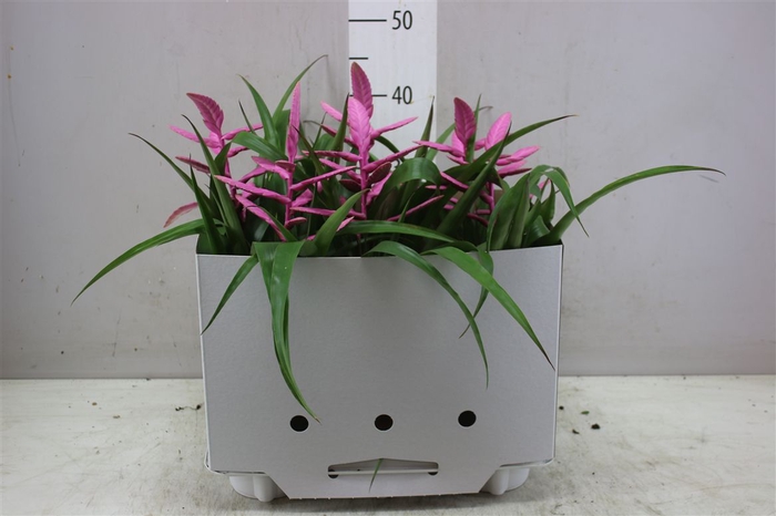 <h4>Tillandsia Andreas</h4>
