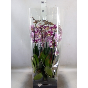 Phalaenopsis  'Ant Barcelona'