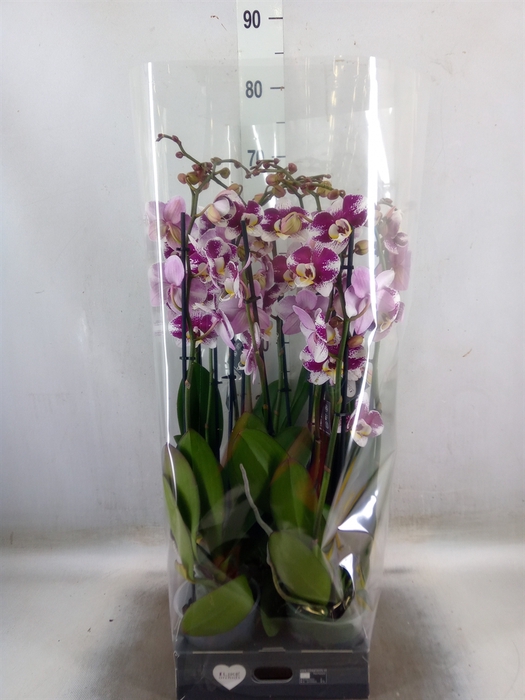 <h4>Phalaenopsis  'Ant Barcelona'</h4>