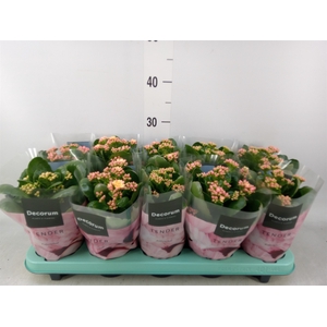 Kalanchoe blos. 'Serenity Salmon'