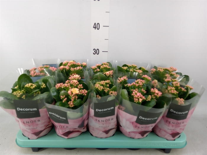 <h4>Kalanchoe blos. 'Serenity Salmon'</h4>