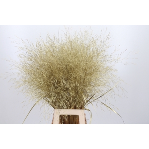 Panicum Kl Bh Goud