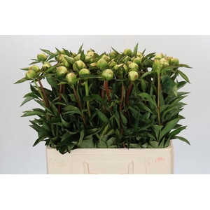 Paeonia Duchesse De Nemours