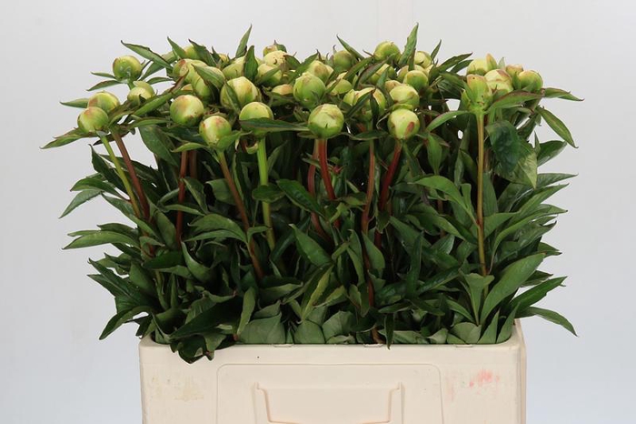 <h4>Paeonia Duchesse De Nemours</h4>