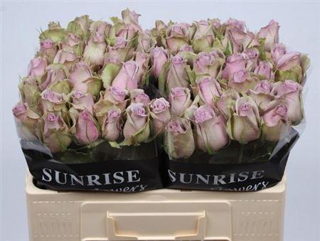 <h4>R Gr Samantha Bridal</h4>