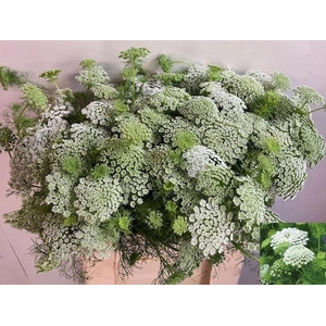 AMMI VISNAGA CASABLANCA AMMI VIS CA