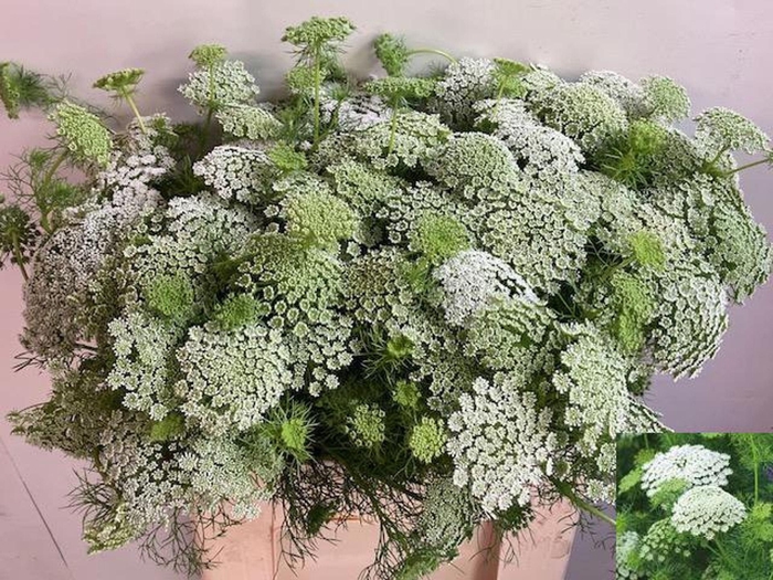 <h4>AMMI VISNAGA CASABLANCA AMMI VIS CA</h4>