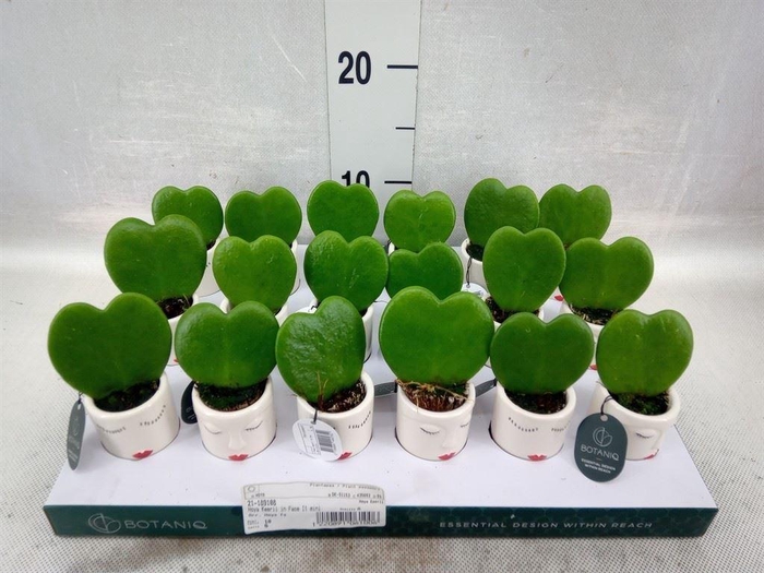 <h4>Arr. Kamerplant Groen L%</h4>