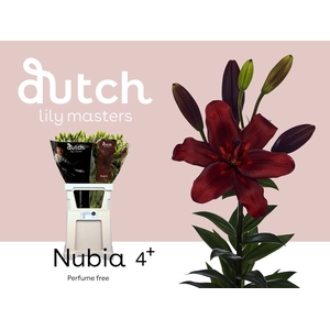 Li La Nubia 4+ Lily Master