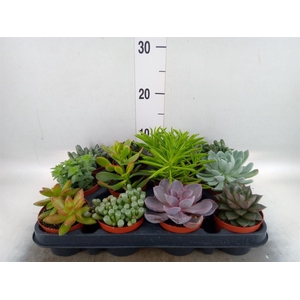 Succulents   ...