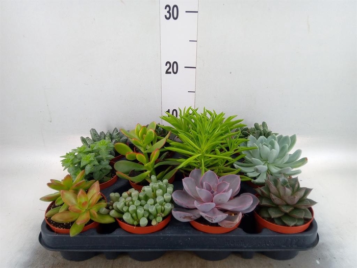 <h4>Succulents   ...</h4>