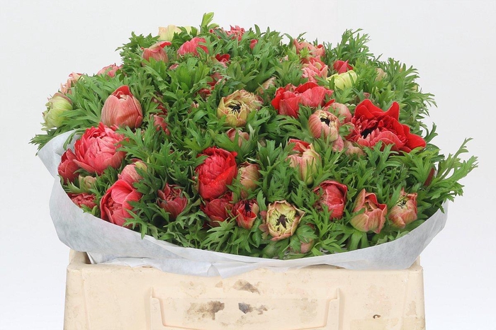 <h4>Anemone Levante Red</h4>