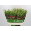 Lepidium Green Dragon
