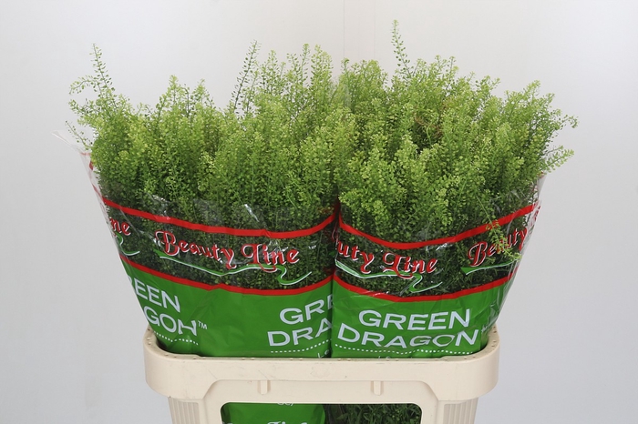Lepidium Green Dragon