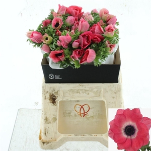 ANEM CO MIS + PINKIE