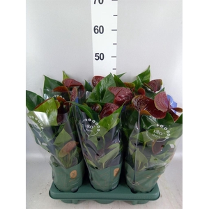 Anthurium andr. 'Essencia'