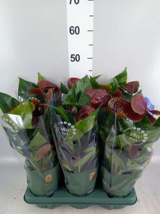 <h4>Anthurium andr. 'Essencia'</h4>
