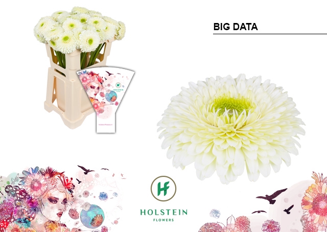 <h4>Gerbera Pomponi Big Data Water</h4>