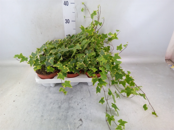 <h4>Hedera helix 'Goldchild'</h4>