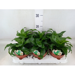Dracaena fr de   ...