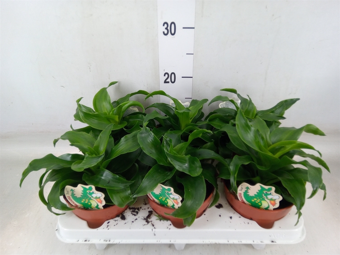 <h4>Dracaena fr de   ...</h4>