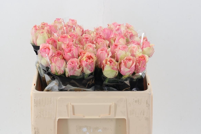 <h4>R Gr Fiesta+</h4>