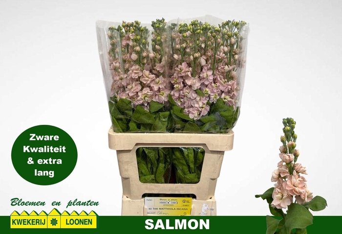 <h4>MATTH MILLA SALMON</h4>