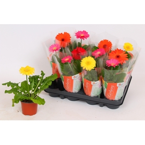 Gerbera Colourgame basic line (27-30cm)