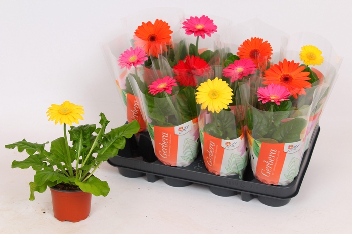 <h4>Gerbera Colourgame basic line (22-25cm)</h4>