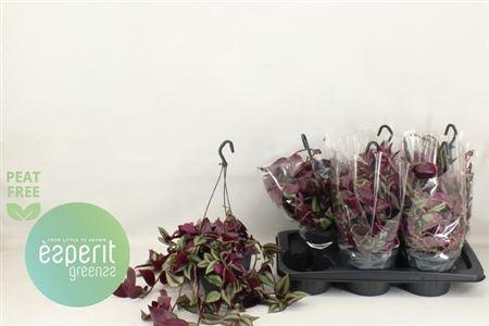 <h4>Trad Zebrina 'violet Hill</h4>