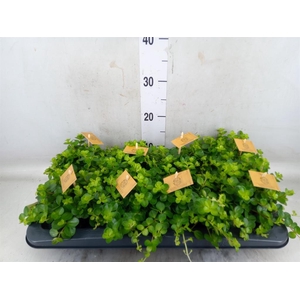 Peperomia rotundifolia