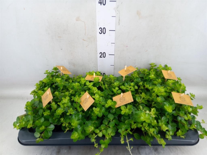 <h4>Peperomia rotundifolia</h4>