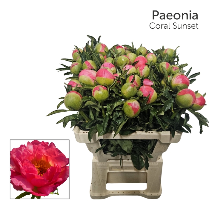 <h4>Paeonia 'Coral Sunset' 996</h4>