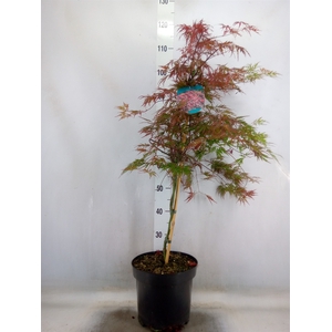 Acer palmatum