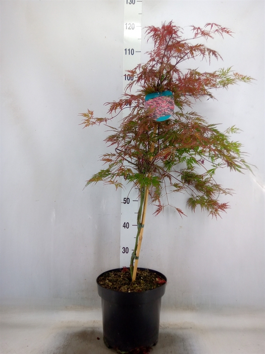 <h4>Acer palmatum</h4>