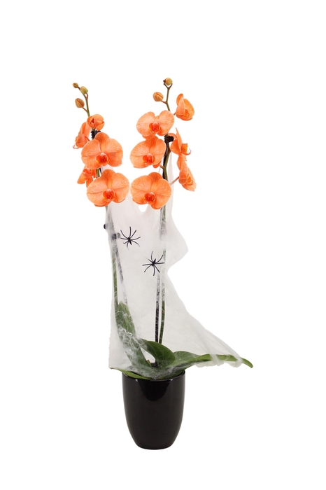 <h4>Hugo Black Phal I Am Orange 2T14+ Spider & Web</h4>