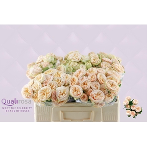 R Tr Gentle Trendsetter