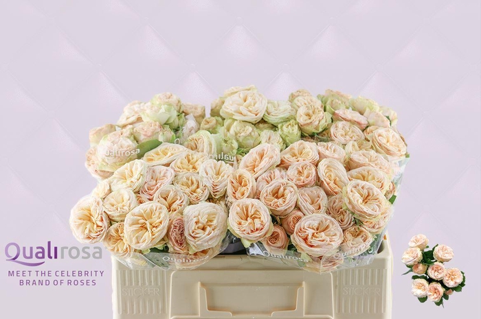 <h4>R Tr Gentle Trendsetter</h4>