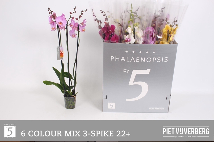 <h4>PHAL GEM 6 KL</h4>