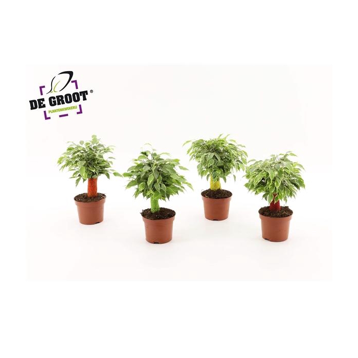 <h4>Ficus kinky jute (gekleurde stam)</h4>