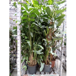 Philodendron  'Silver Queen'