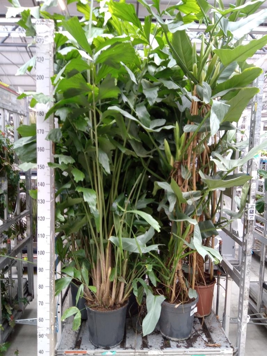 <h4>Philodendron 'Silver Queen'</h4>