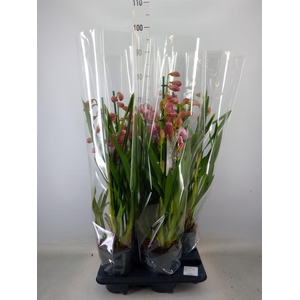 Cymbidium   ...