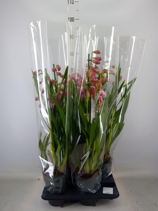 <h4>Cymbidium   ...</h4>