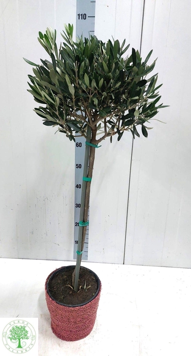 <h4>OLEA EUROPAEA</h4>