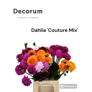 Decorum Dahlia 'Couture Mix' 996